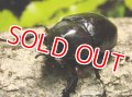 Xy.パウリアニ（Xylotrupes pauliani）