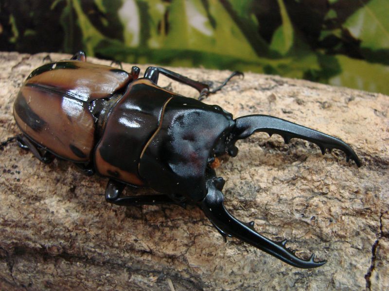 タリアブ島産・ファブリースノコギリ幼虫一頭（Prosopocoilus faburicei ssp takakuwai）