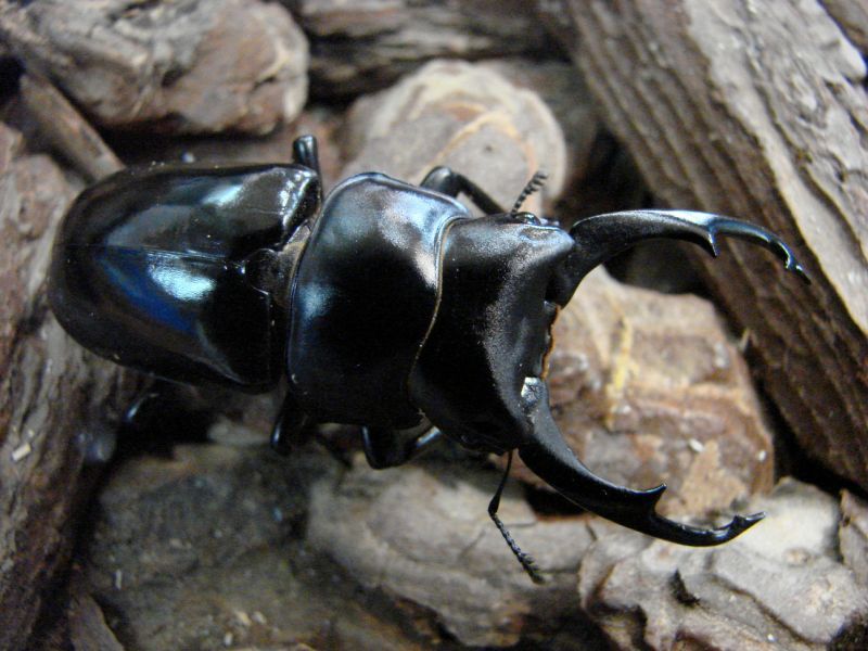 ネパールコクワ幼虫一頭（Dorcus nepalensis）
