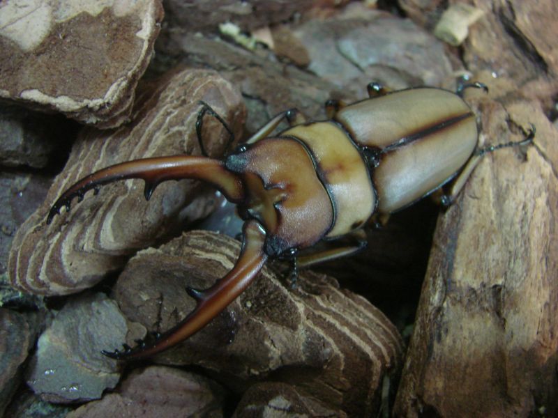 台湾産・アスタコイデスノコギリ♂５９ｍｍペア（Prosopocoilus Astacoides Blanchardi）