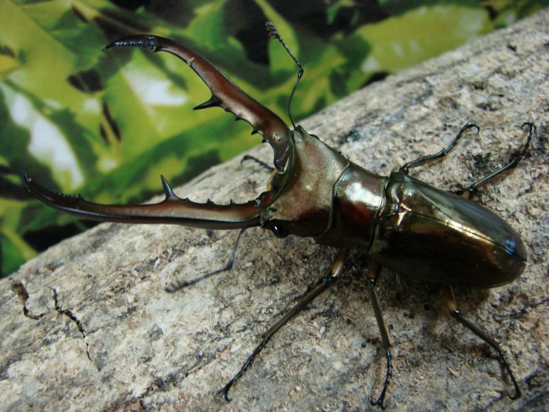 サンギール諸島産・メタリフェルホソアカ幼虫一頭（Cyclommatus metallifer sangirensis）