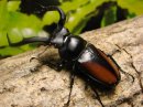 画像: Rh,クレナトゥス（Rhaetulus crenatus ssp）