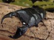 画像1: 極太血統・スマトラヒラタ（Dorcus titanus yasuokai）