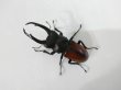 画像2: 材割り野外品！マクレイコクワ成虫ペア（Dorcus macleayii）