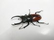 画像1: 材割り野外品！マクレイコクワ成虫ペア（Dorcus macleayii）