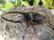 画像3: ベネズエラ産ネプチューンオオカブト幼虫一頭（Dynastes neptunus rouchei）