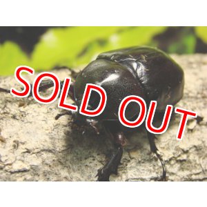 画像: Xy.パウリアニ（Xylotrupes pauliani）