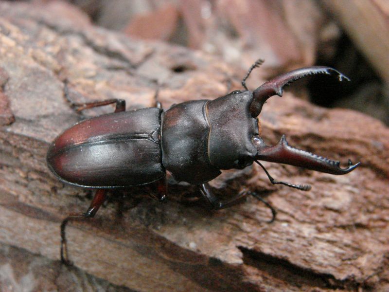 メリディオナリスコクワ成虫ペア（Dorcus meridionalis） - ｌｉｔｔｌｅ ｓｔｏｒｙ~insect cafe~